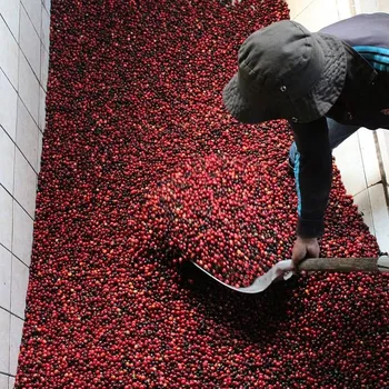 افزایش تولید قهوه روبوستا ویتنام