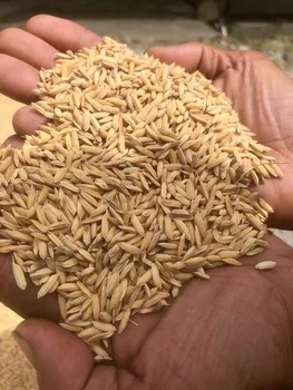 پایان دوره برنج هندی 1121 ؟