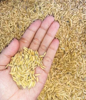 برنج 1509 چیست؟