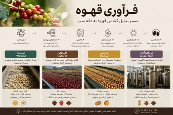 فرآوری قهوه چیست؟ بررسی روش های فرآوری دانه قهوه و تأثیر آن بر طعم