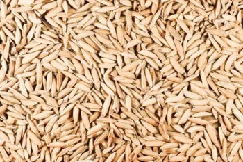 برنج 1718 چیست؟ بررسی کیفیت، ویژگی ها و قیمت برنج 1718